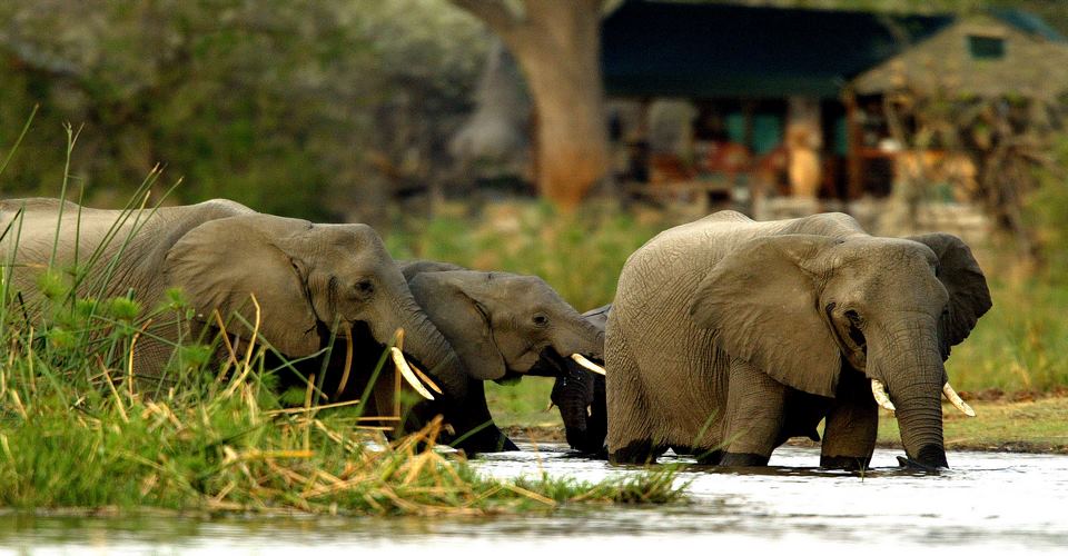 Day Selous Safari & Rufiji River Experience